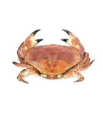 Cornish Crab (Whole)