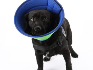 Dog Cat Anti-bite Collar Pet Medical Recovery Collars Transparent Pets Protection Cover Elizabethan Collar Circle For Pet Supplies