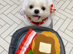 Dog hide food toys